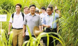 青草在线视频,探寻自然之美，感受生命律动